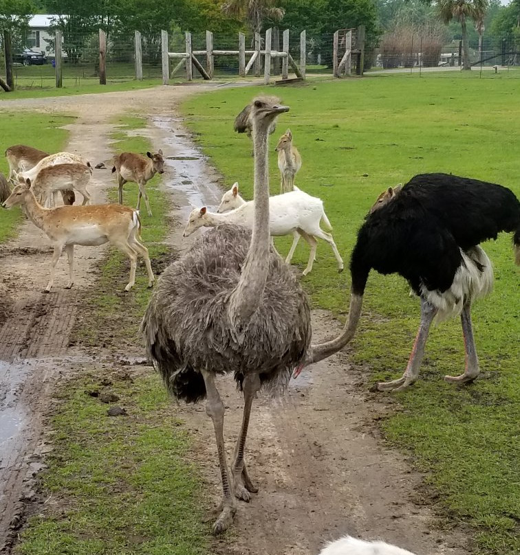 Gone Wild Safari Park-Pineville必去景点