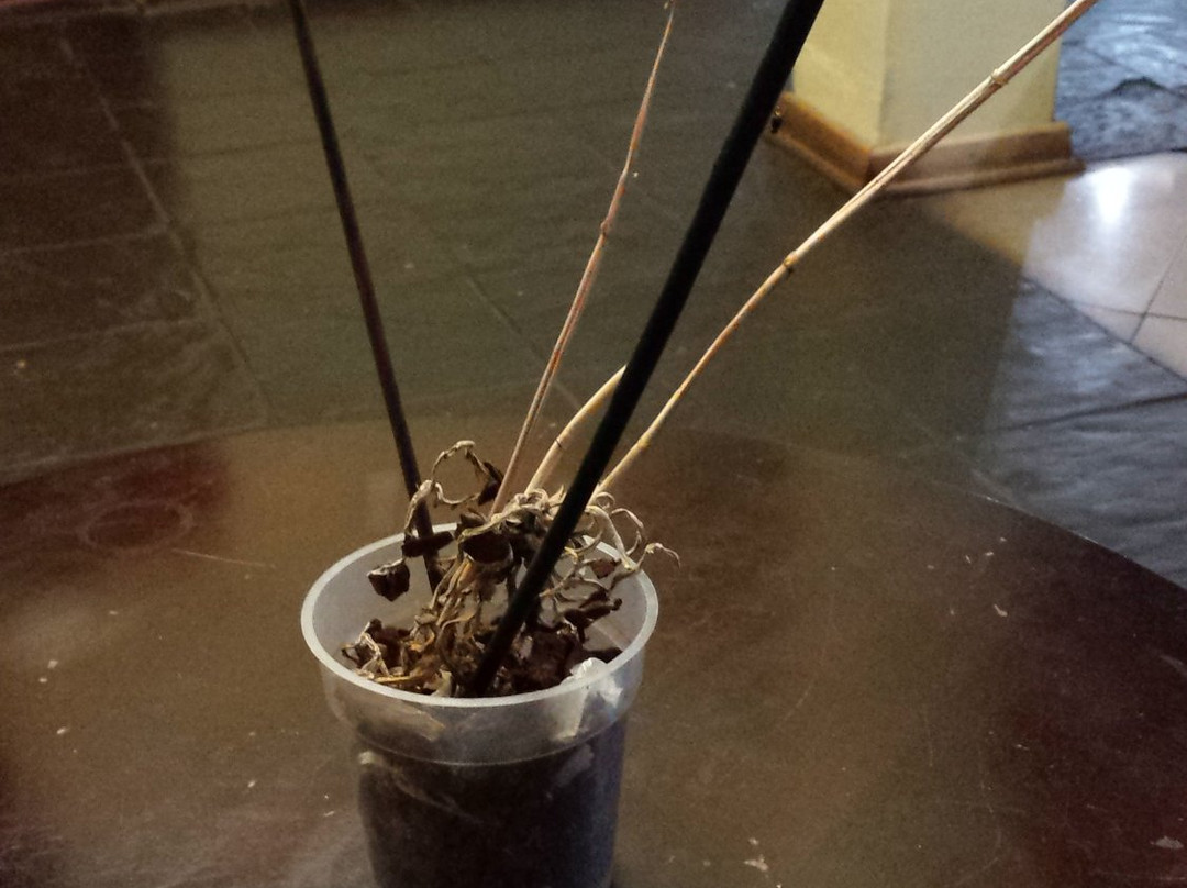 LaPicasso Guest House主图