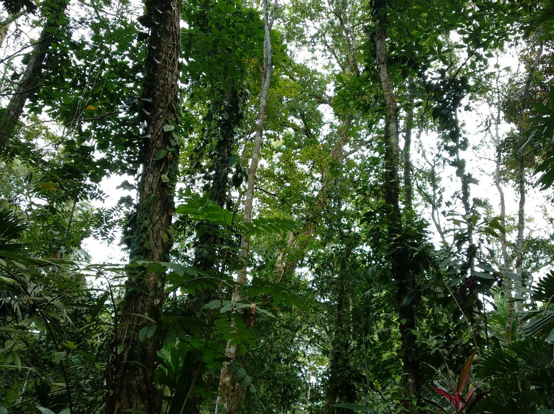 Pachamama Jungle River Lodge主图