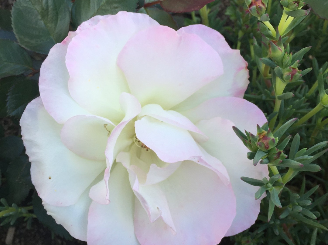 Goolgowi Motor Inn主图