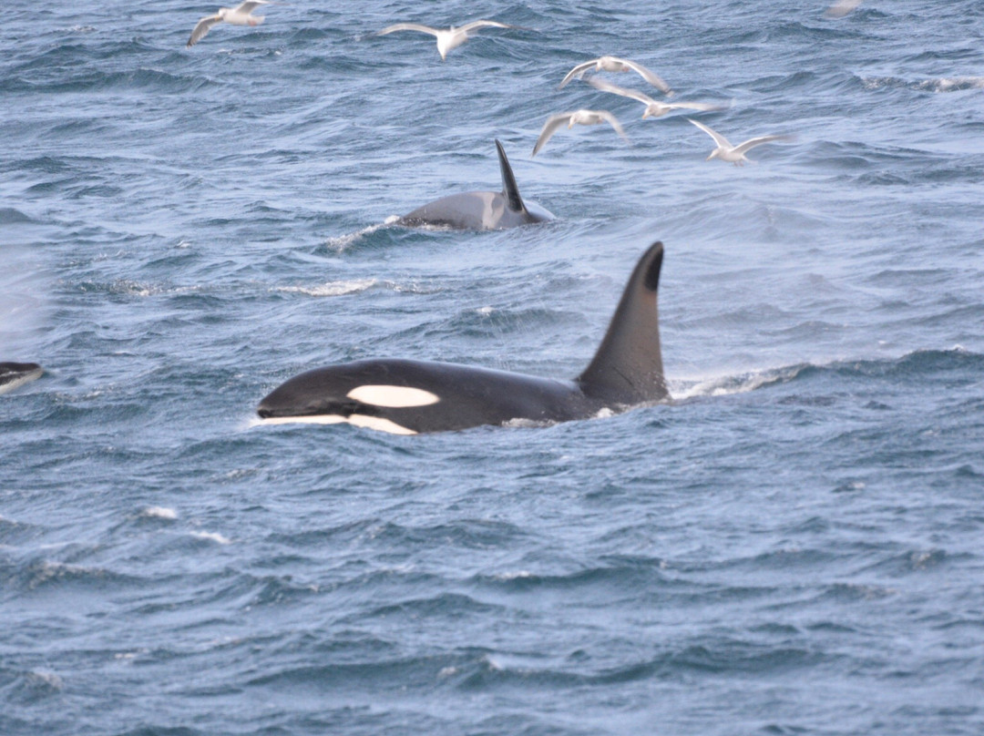 北极探险-特罗姆瑟必去景点