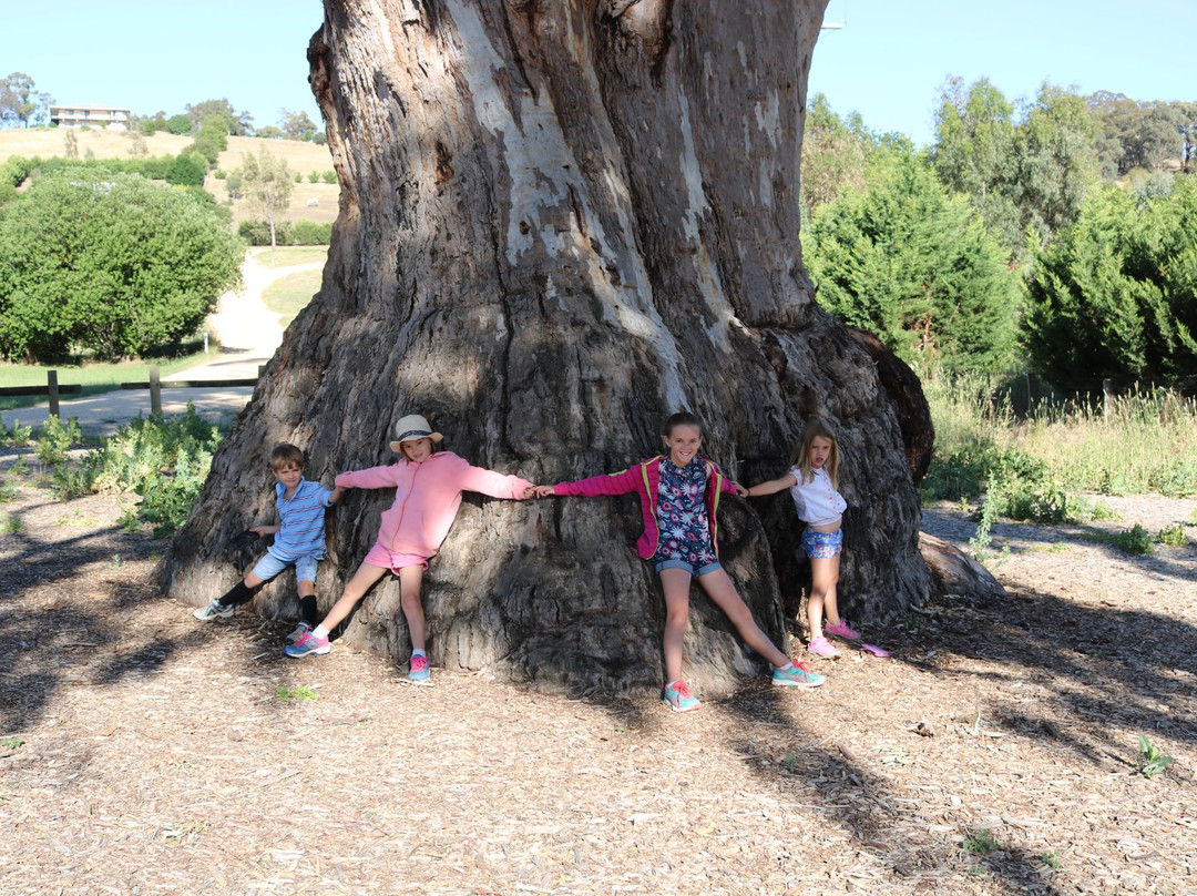 Big Tree-Guildford必去景点