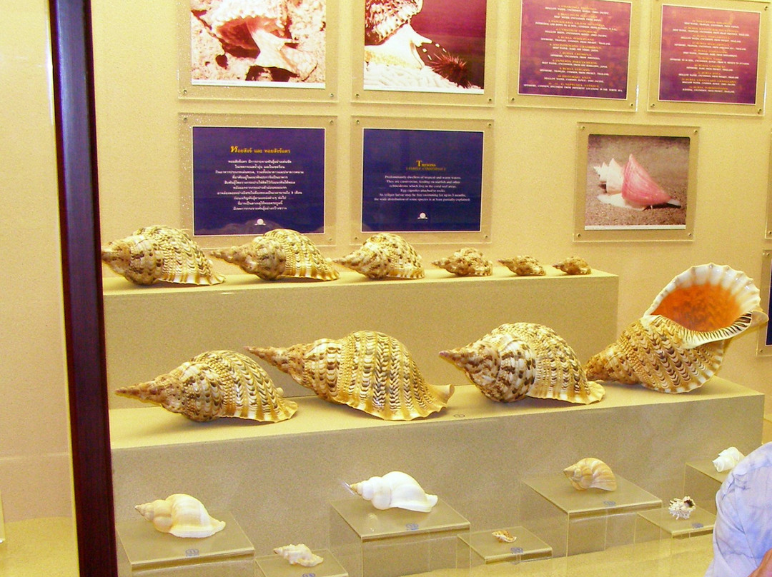 贝壳世界博物馆景点图片