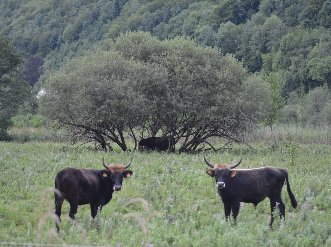 Parc Animalier du Herisson