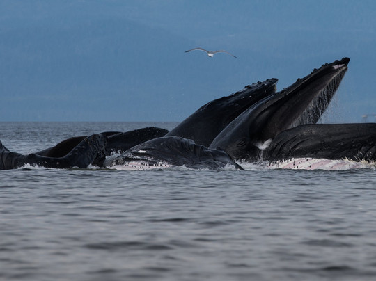 Hoonah Whale Tours-胡纳必去景点