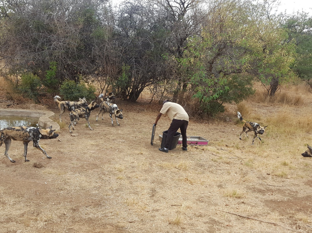 De Wildt Shingwedzi Cheetah Ranch-贝拉贝拉必去景点