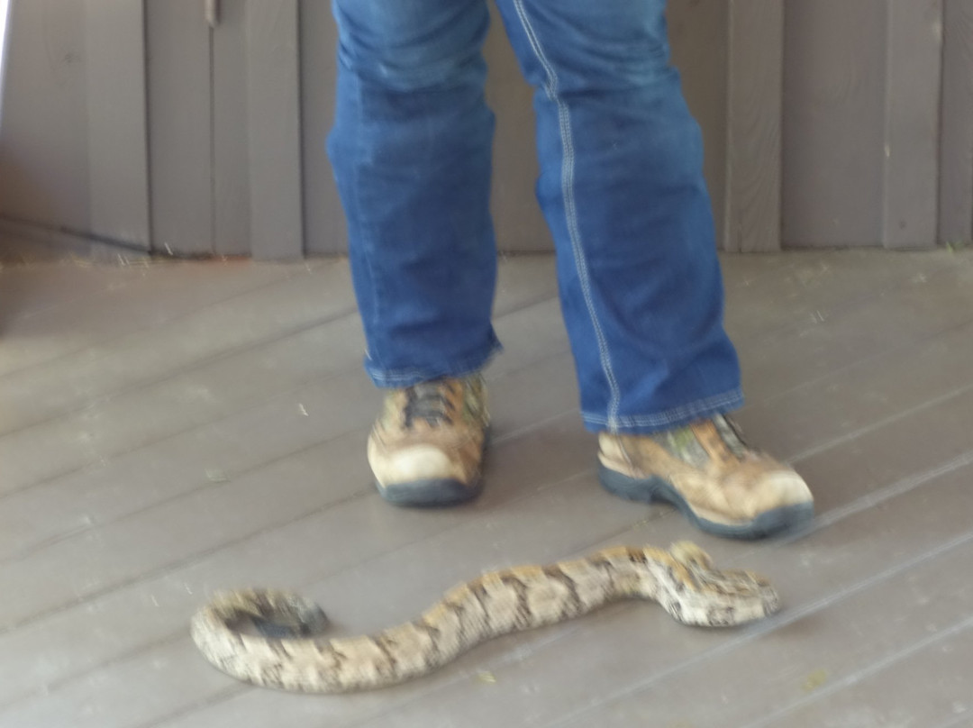 Edisto Island Serpentarium景点图片