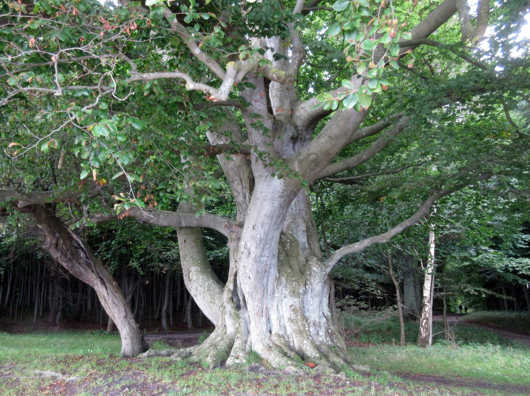 Oehlenschlaegers Beech-Tranekaer必去景点