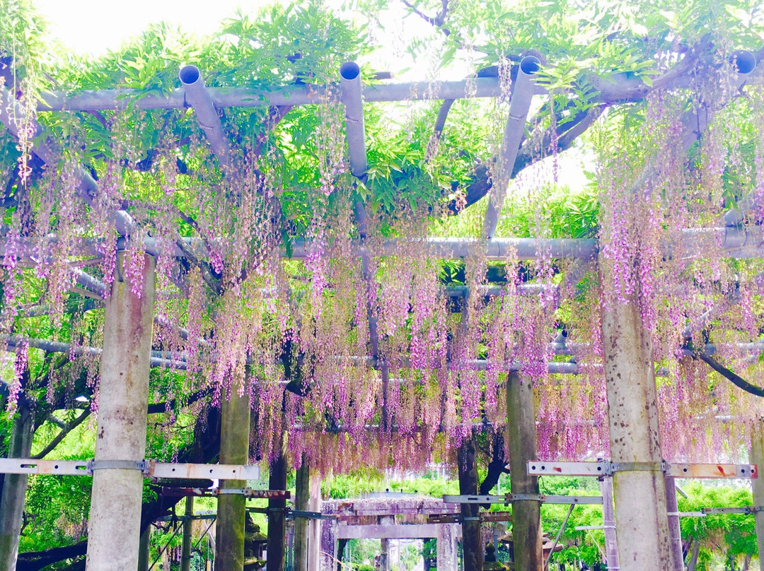 Yamada Hiyoshi Shrine-玉名市必去景点