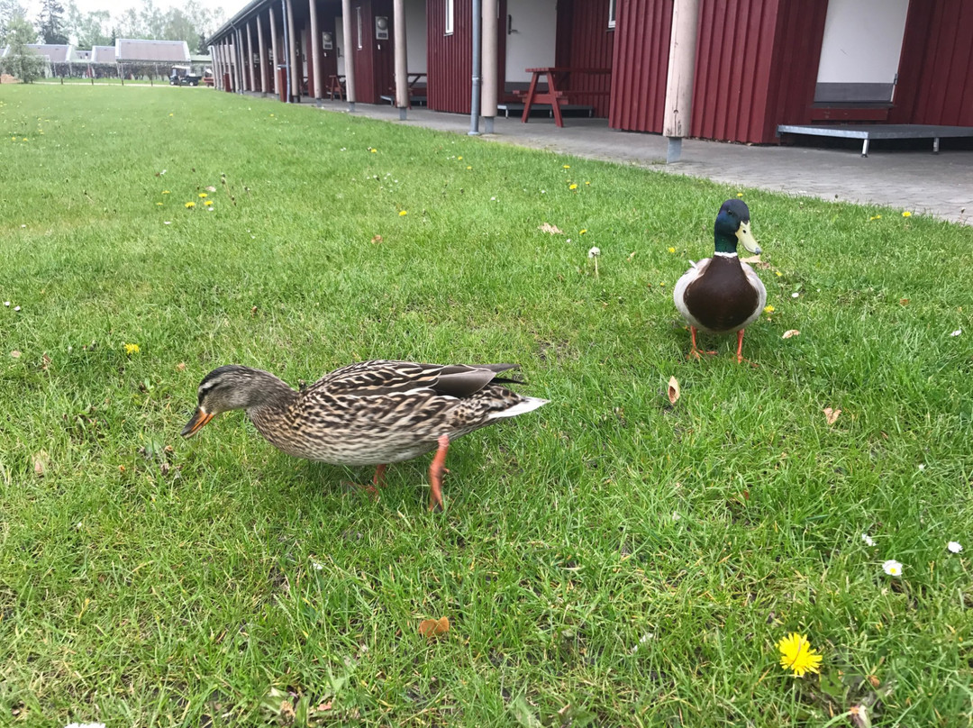 格洛斯楚普酒店住宿-Danhostel Ishoj Strand Vandrerhjem