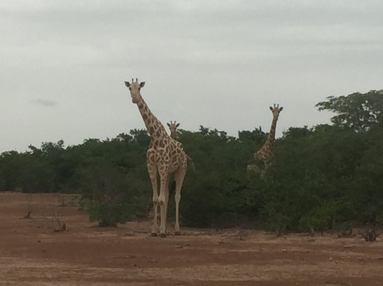 Koure Giraffe Reserve-Koure必去景点