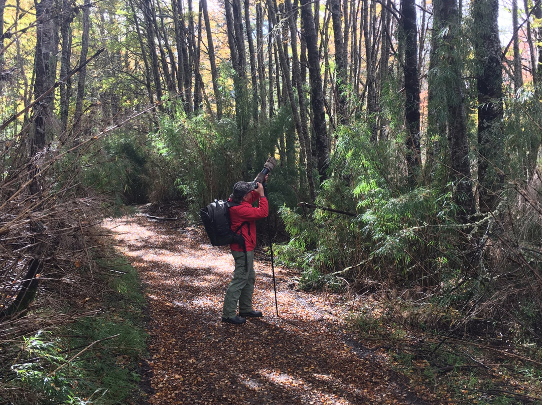 Pucon Birding-普孔必去景点