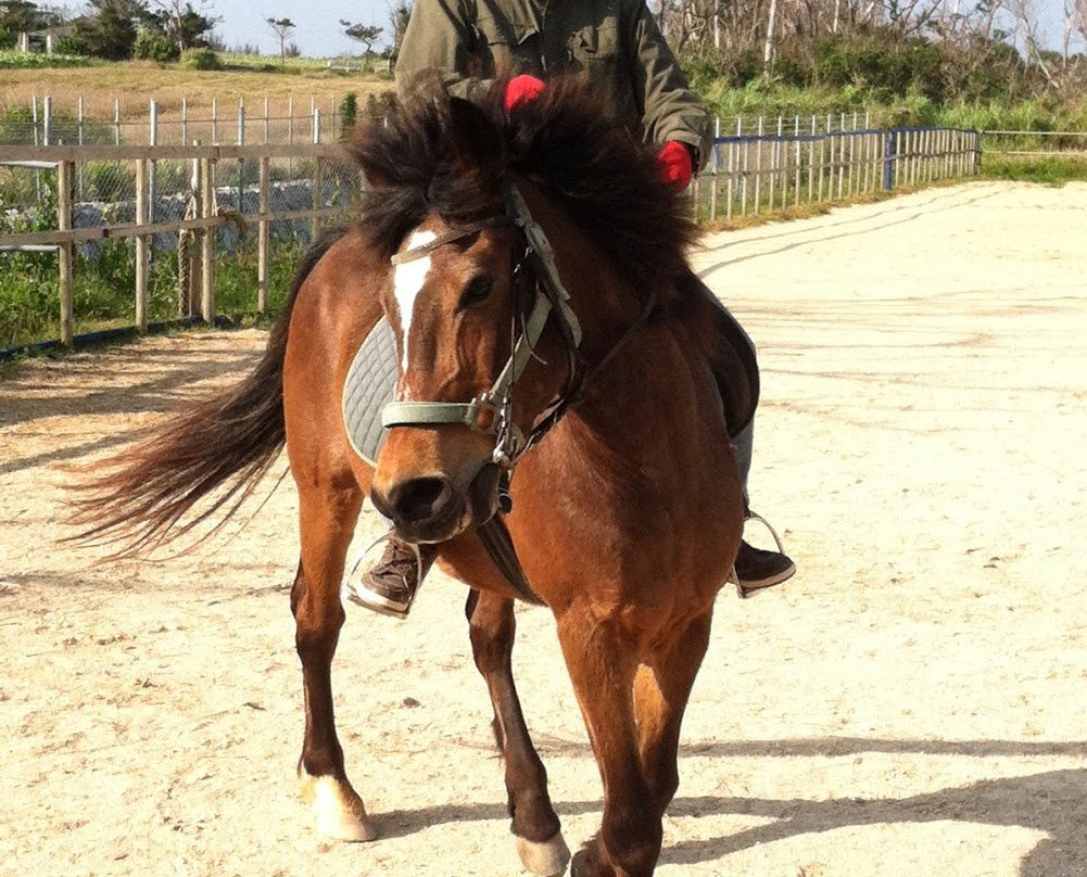 Iejima Beach Side Horse Park-伊江村必去景点