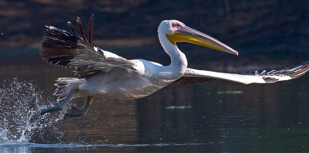 Punjab Duck Tours-阿姆利则必去景点
