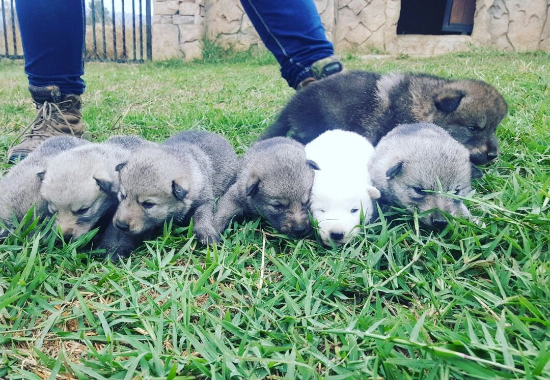 Caesar's Bush Palace-瓦尔沃特必去景点