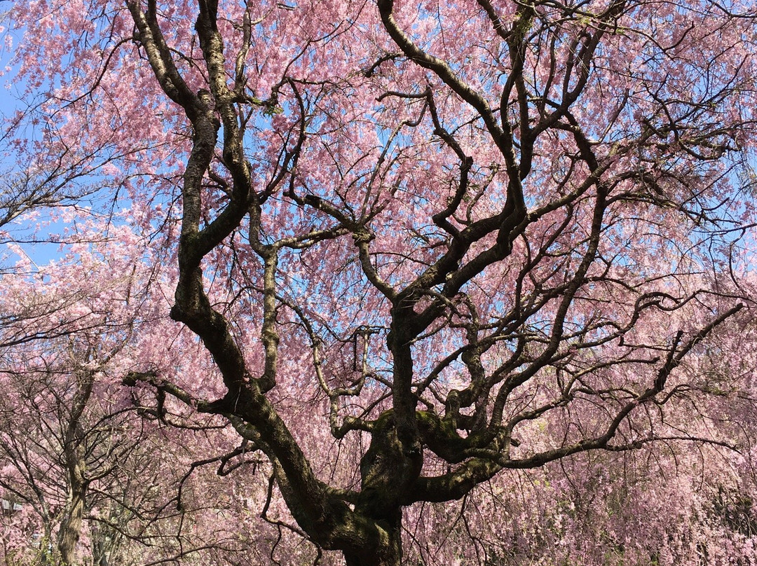 Araijoshi Park-真鹤町必去景点