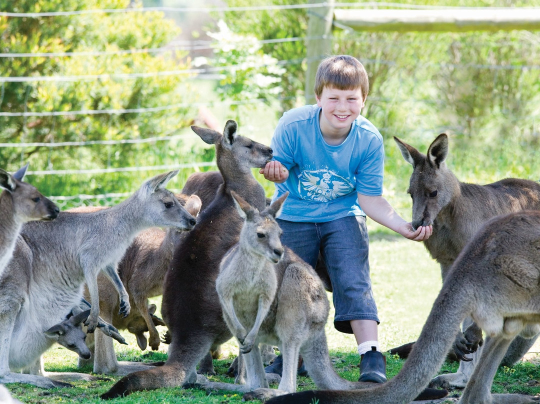 Maru Koala and Animal Park景点图片