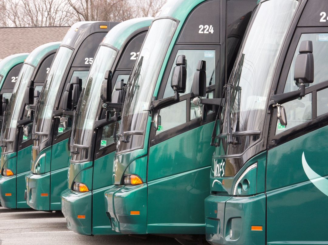 Wolf's Bus Lines景点图片