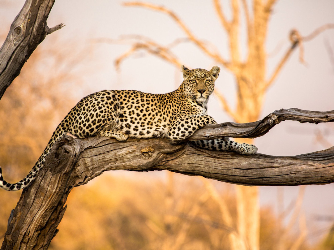 Rhino Africa Safaris-开普敦中心区必去景点