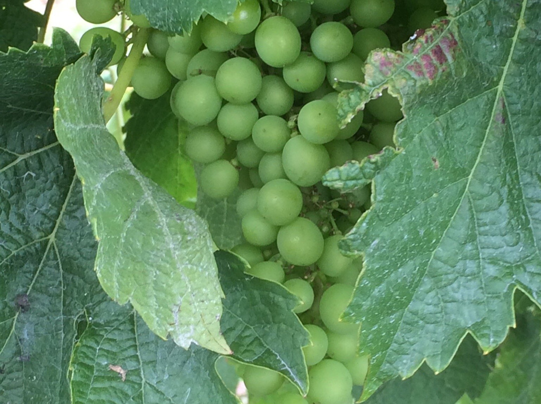 Coopers Creek Vineyard-奥克兰中心地区必去景点