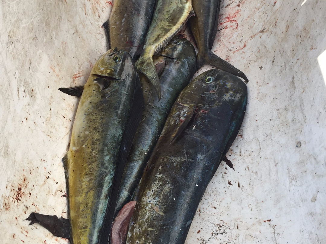 Sasa Tours-Bunutan必去景点