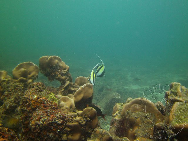 Pacific Paradise Dive Shop & Ocean Lovers景点图片