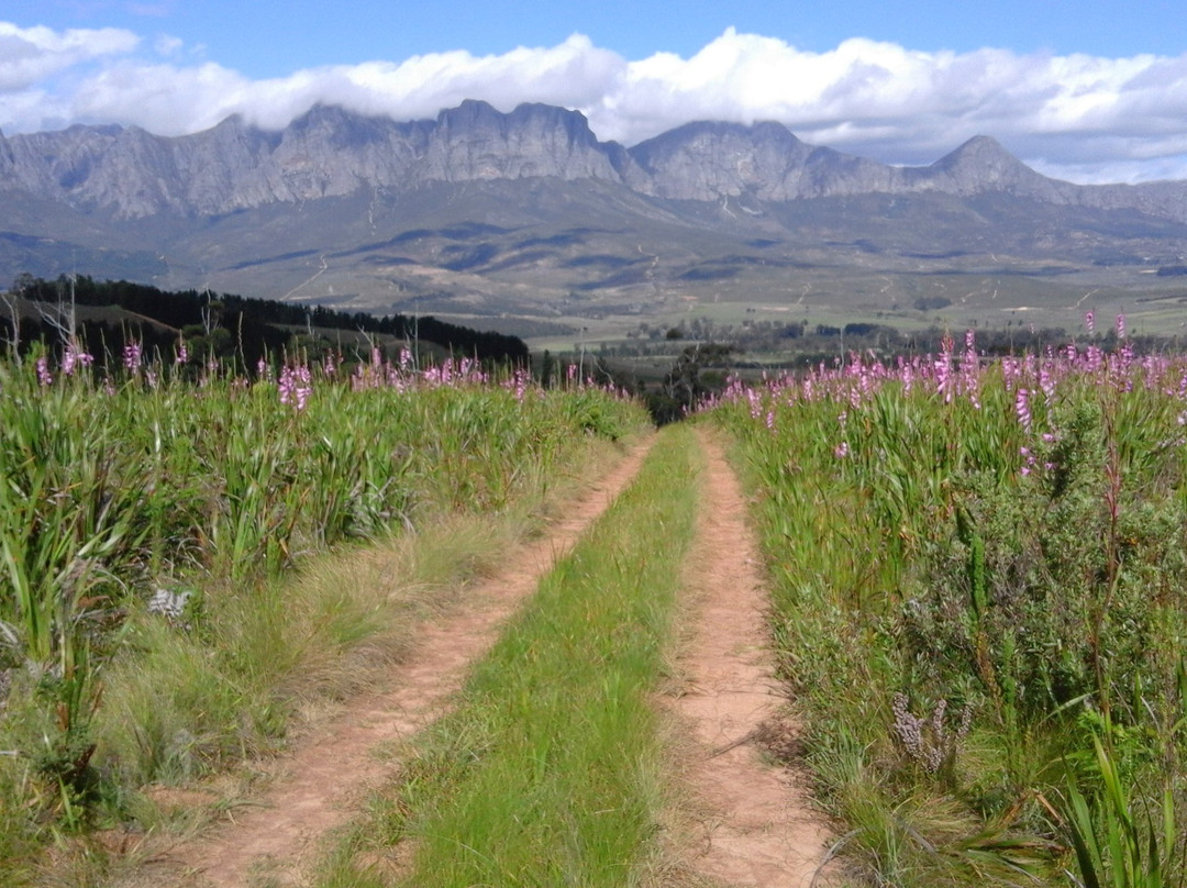 Helderberg Nature Reserve景点图片