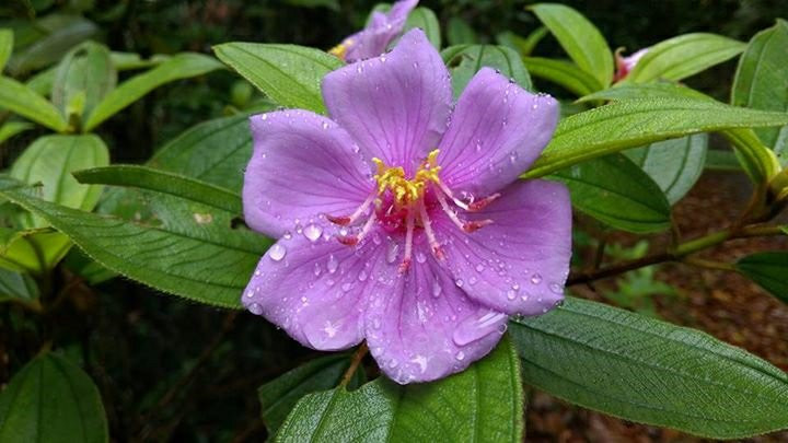 Kanneliya Forest Resort主图