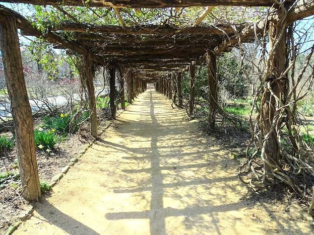 Coker Arboretum-教堂山必去景点