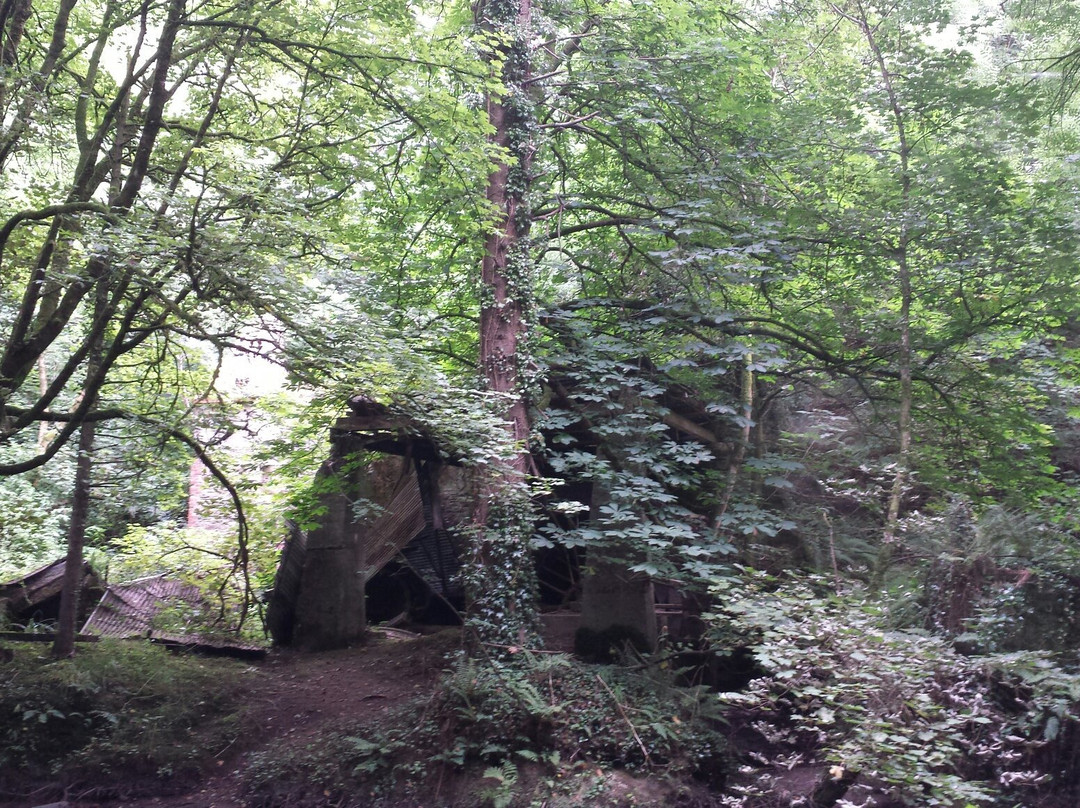 Courtown Woods-Gorey必去景点