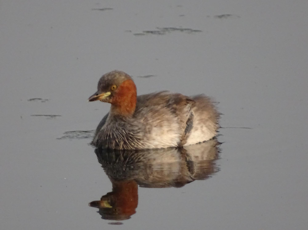 Nyara River-杰拉果德必去景点