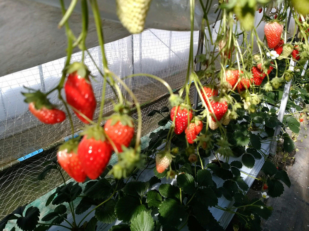 Shinshu Anzu no Sato Aguri Park-千曲市必去景点