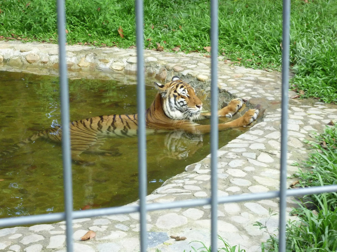Tiger! Tiger! Gallery & Exhibit景点图片