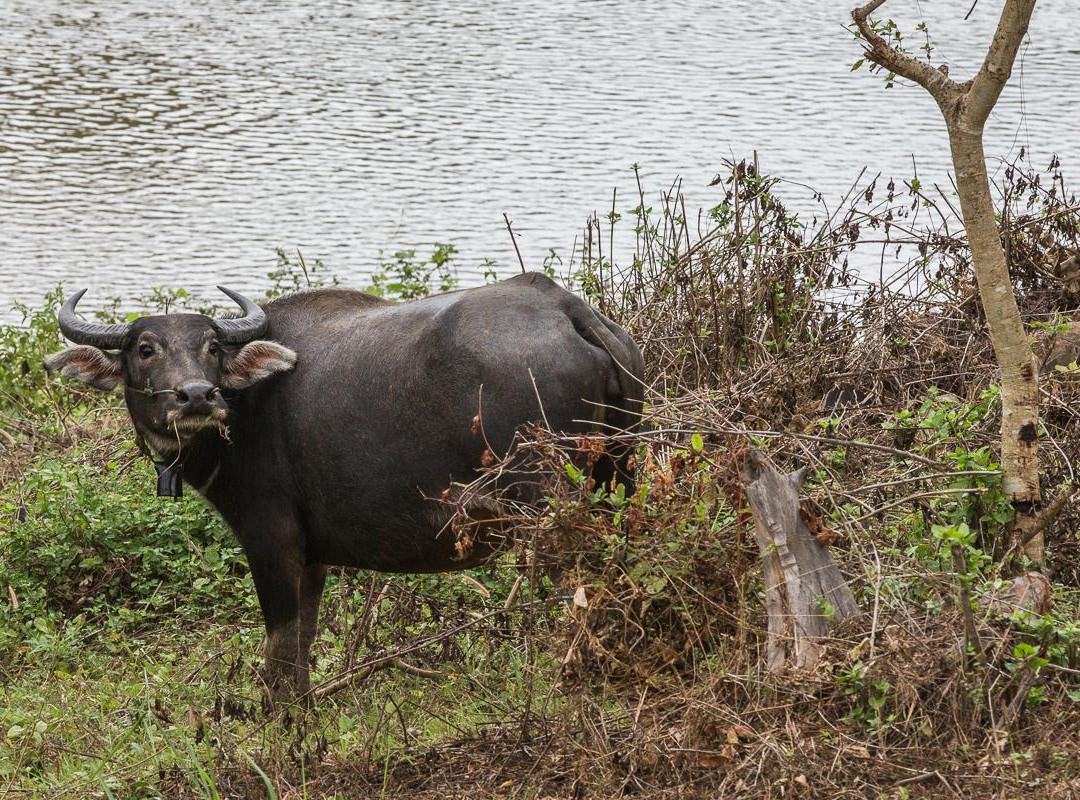 Yokdon National Park-Cu Jut District必去景点