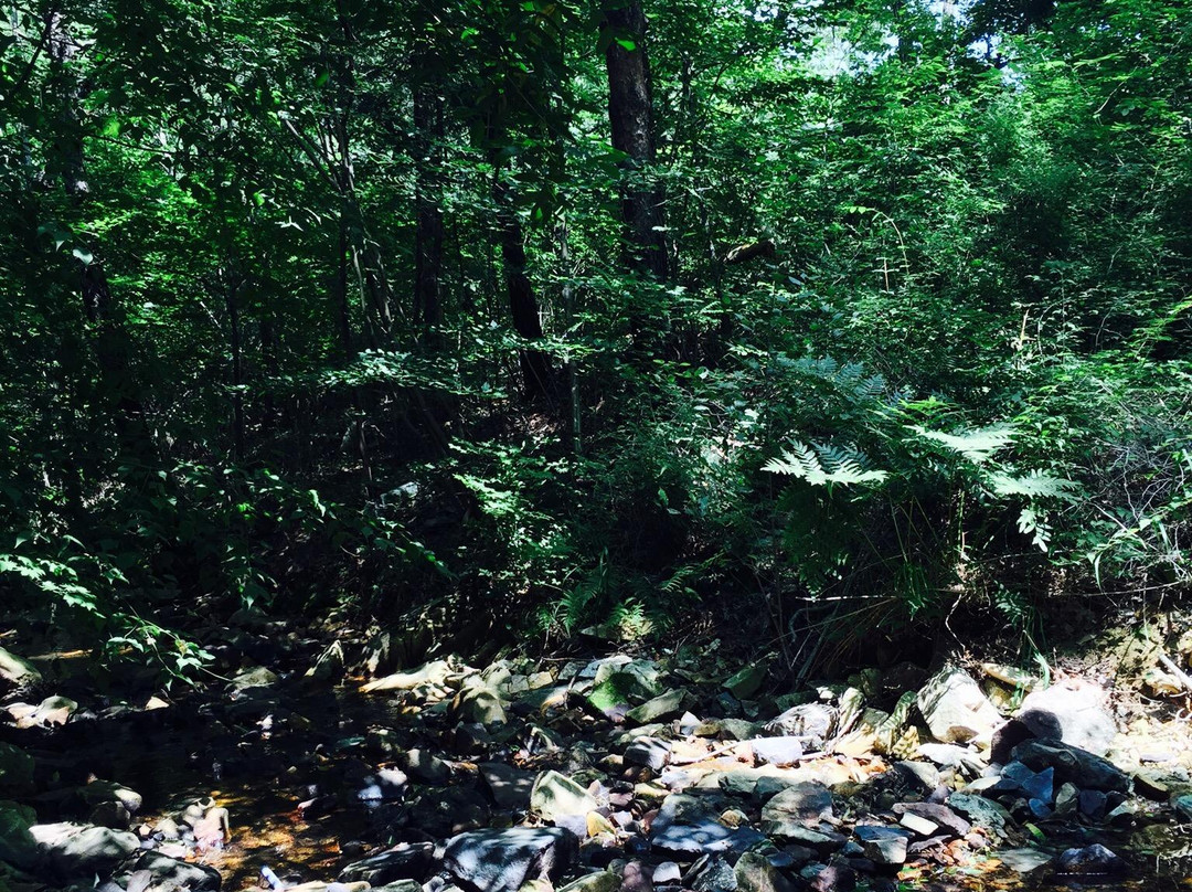 Namhae Pyeonbaek Recreational Forest景点图片