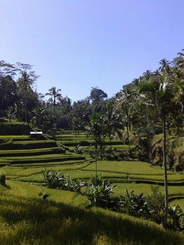 Bali Cultural & Eco Tours景点图片