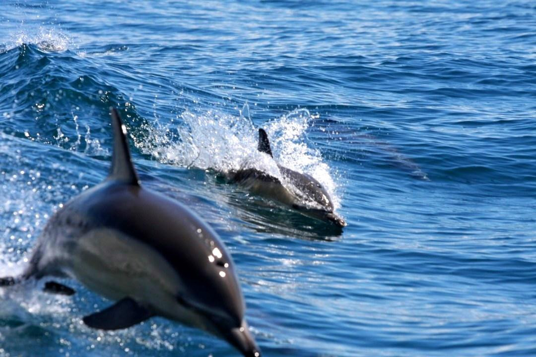 Snap Fishing Ventures-奥拉迪亚必去景点