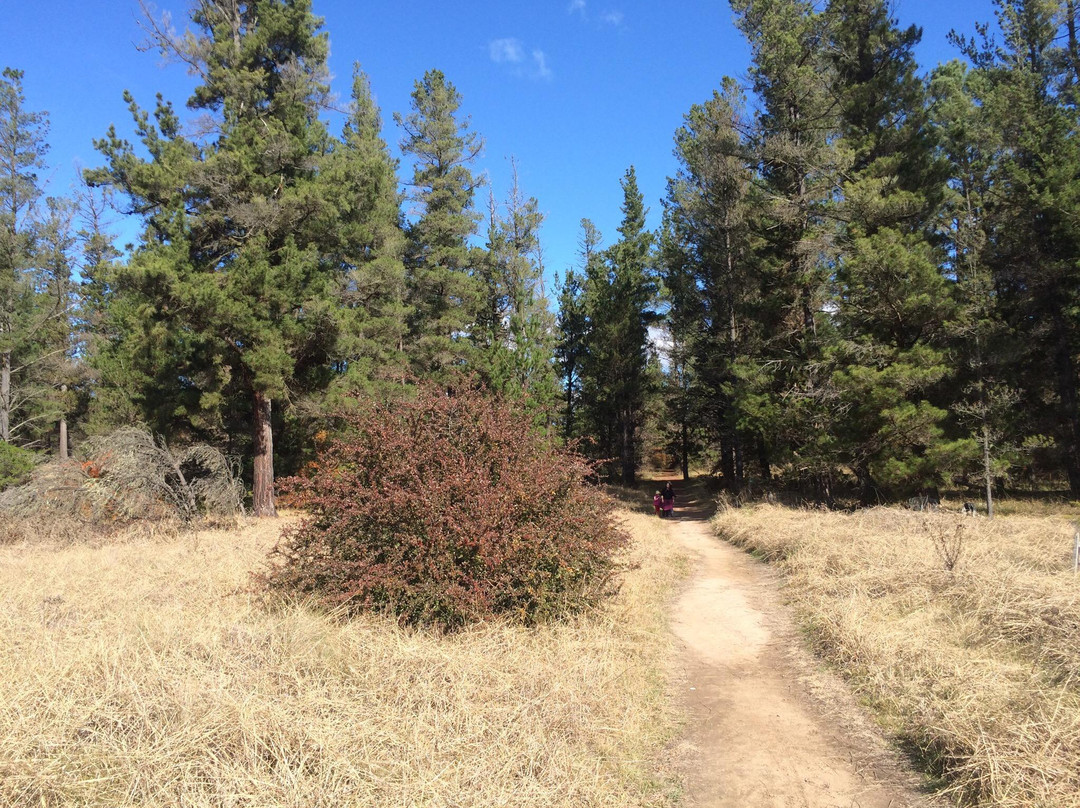Armidale Pine Forest景点图片