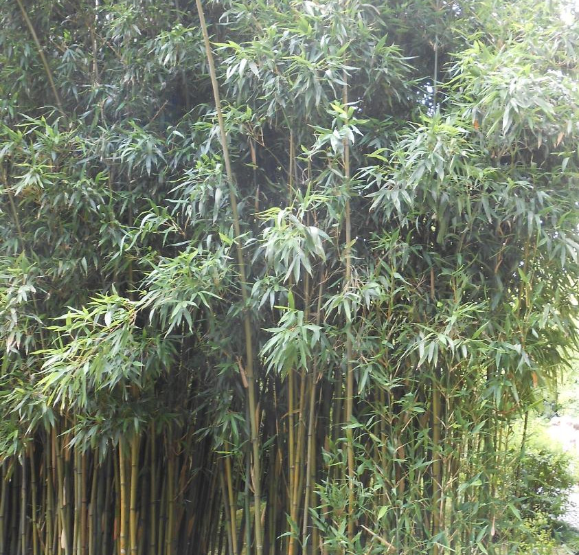 Chiosco Villa Carlotta-特雷梅佐必去景点