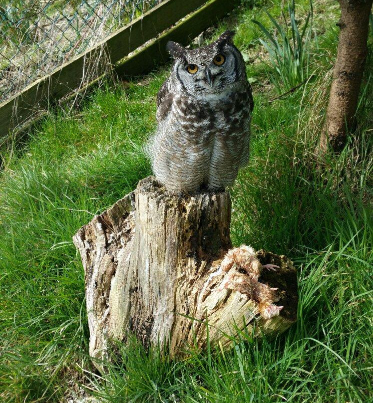 North Wales Owl Sanctuary景点图片