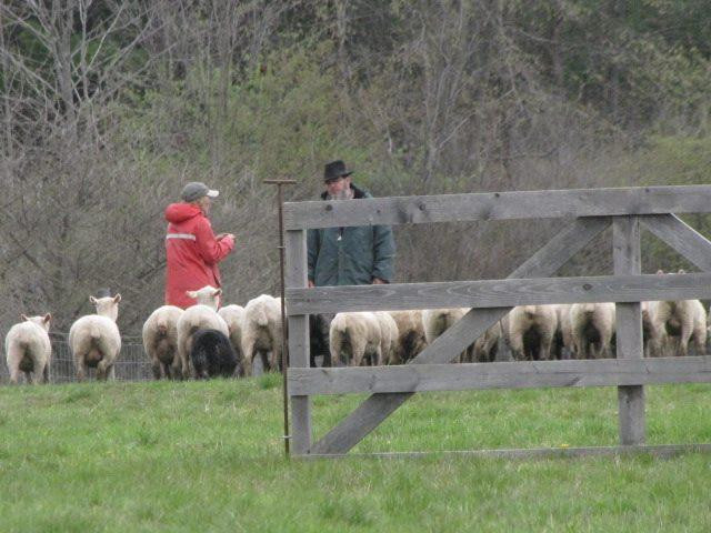 The Spicy Lamb Farm-Peninsula必去景点