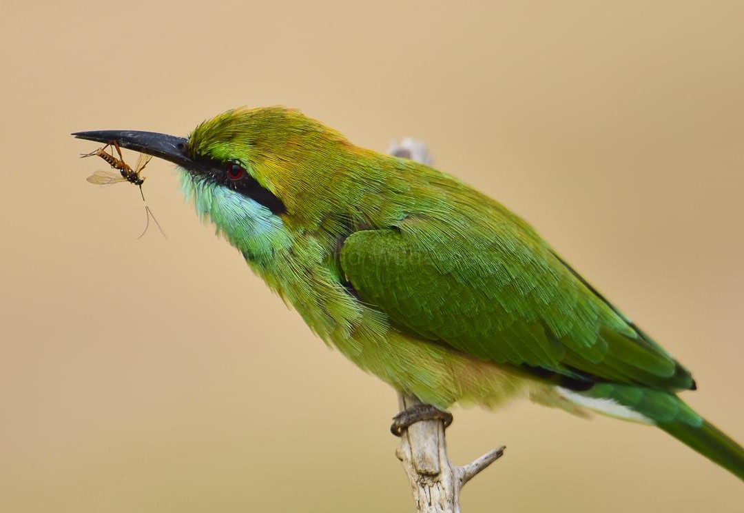 Yala Tusker Safari Tours-蒂瑟默哈拉默必去景点