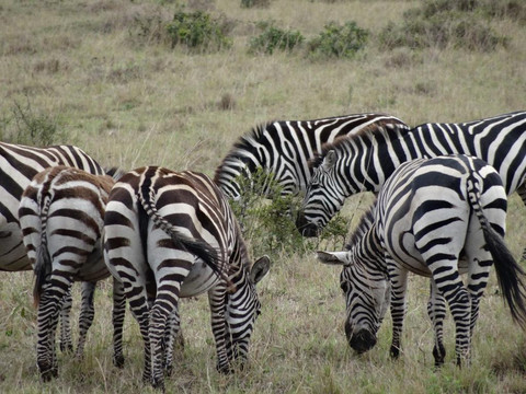 Kenya Incentive Tours & Safaris - Day Tours-内罗毕必去景点