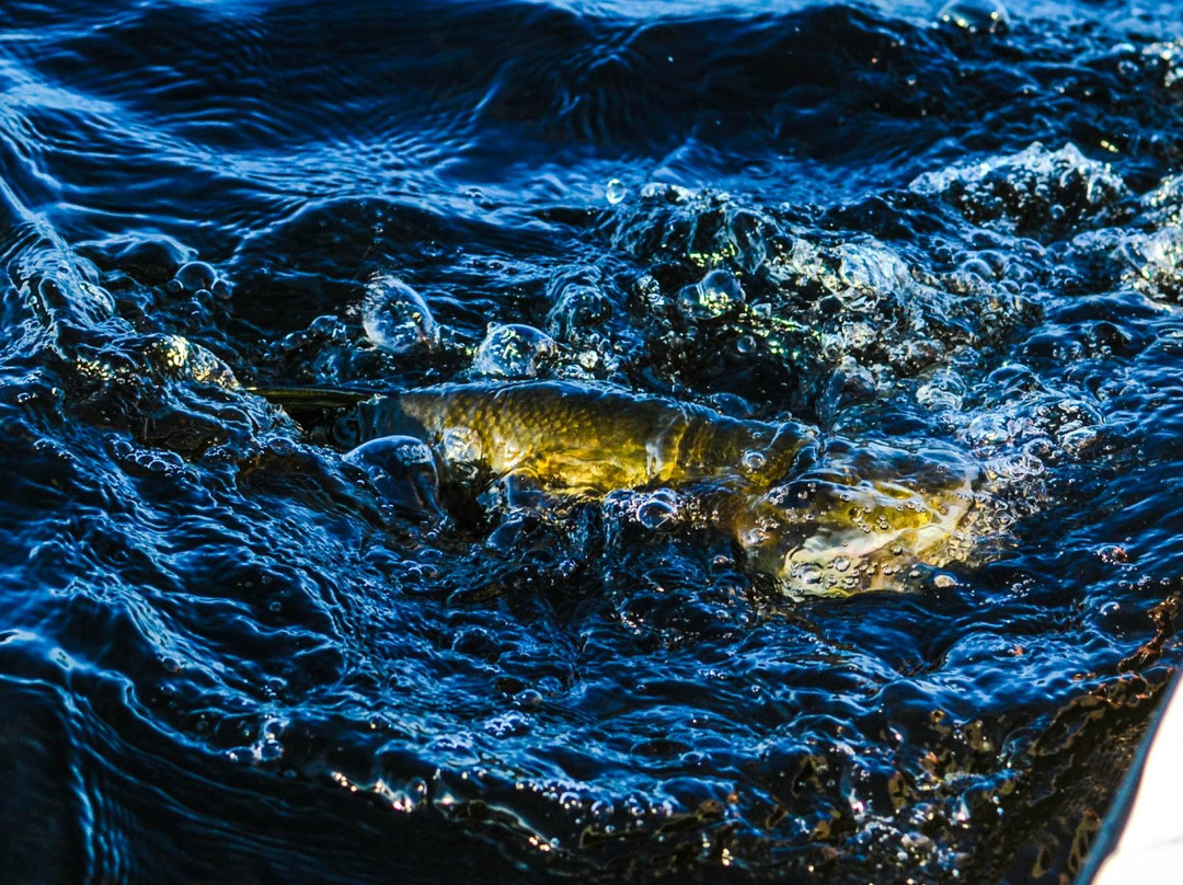 Reel Aggressive Fishing Charters-萨拉索塔必去景点