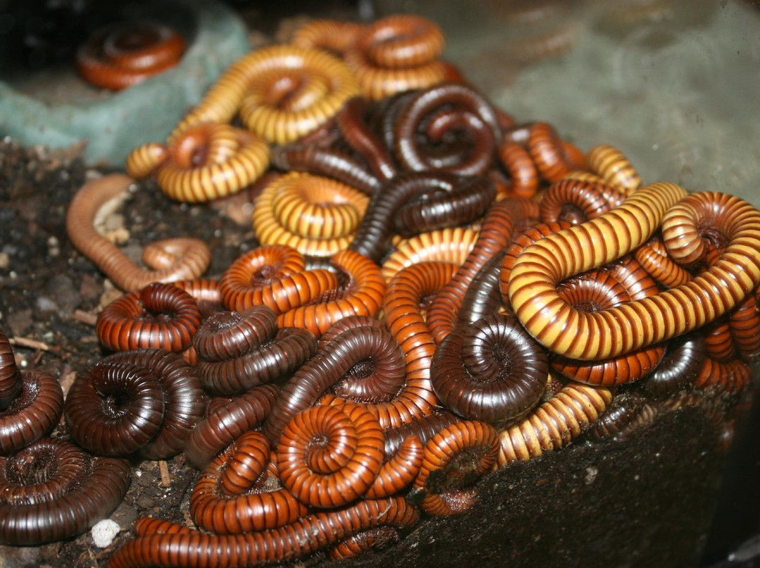 Kansas State University Insect Zoo-曼哈顿必去景点