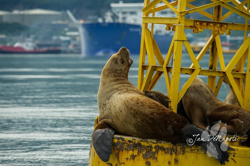 G'day Charters, LLC-瓦尔迪兹必去景点