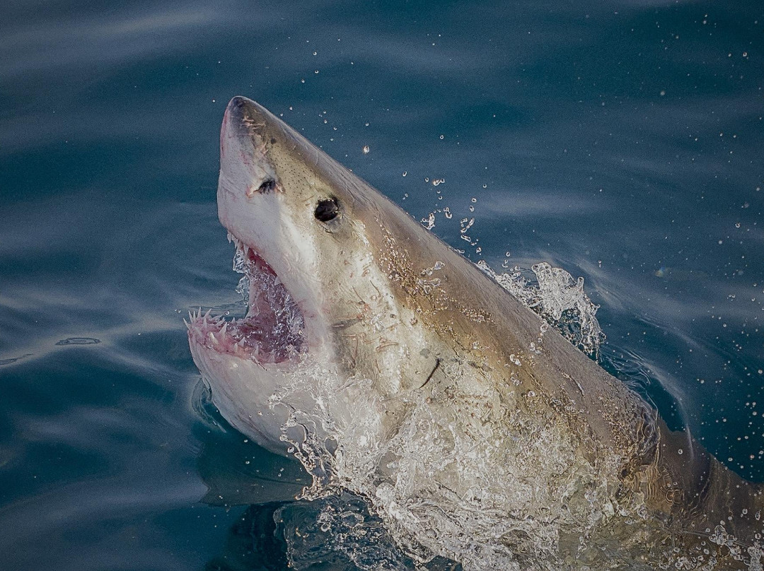 White Shark Projects景点图片