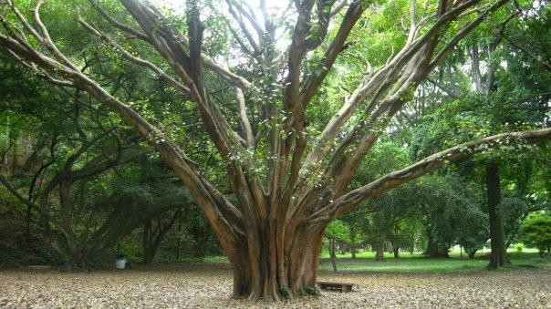 Jardín Botánico-加拉加斯必去景点