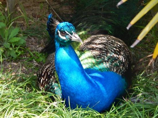 Bermuda Aquarium, Museum & Zoo-Hamilton Parish必去景点