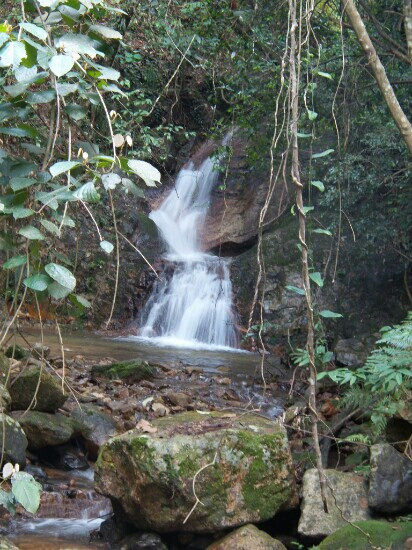 桂山原始森林景点图片